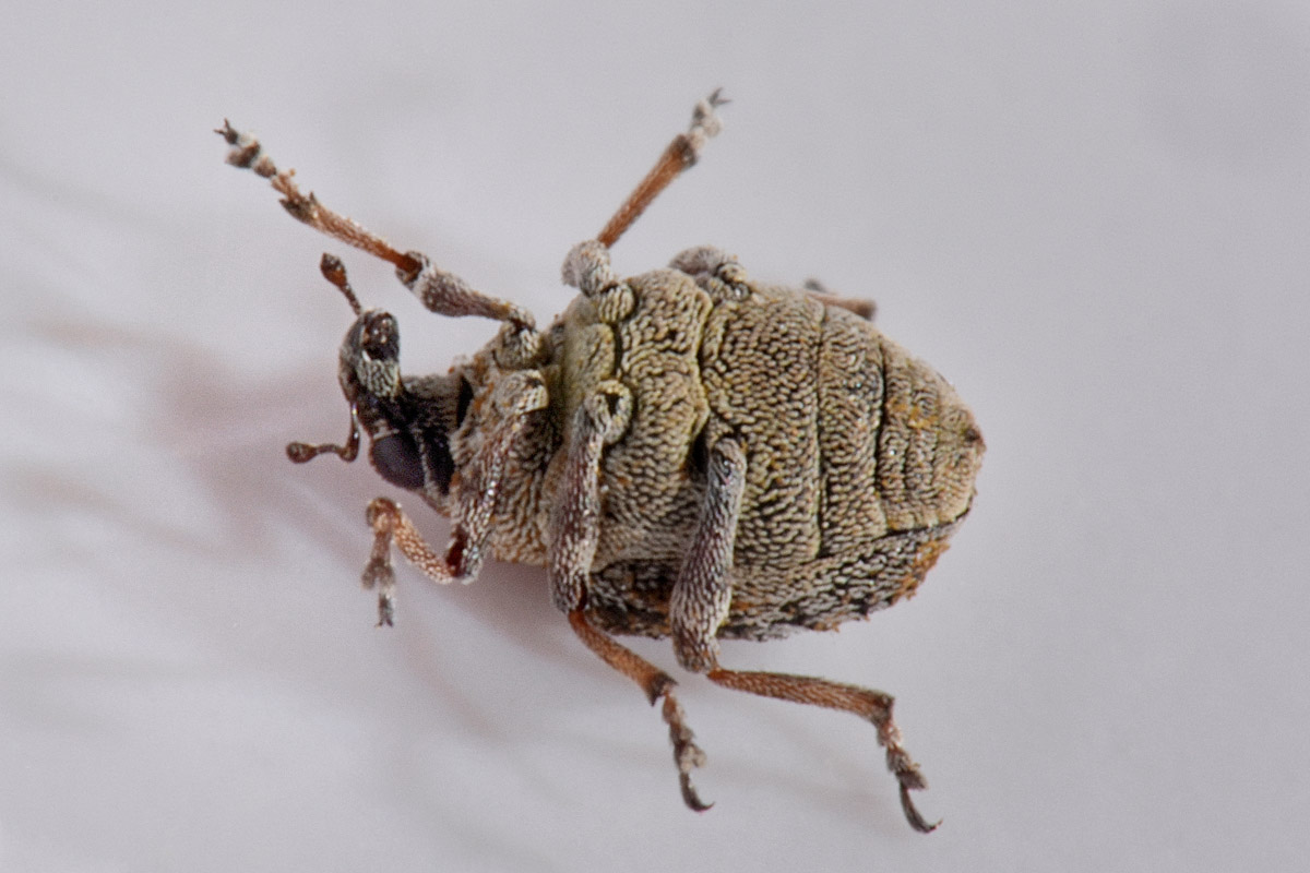 Curculionidae:  Rhinoncus sp.?    No, Neophytobius granatus